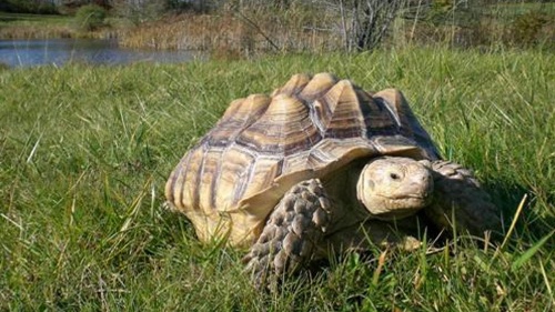 Clarion Inn Elmira Horseheads image 15